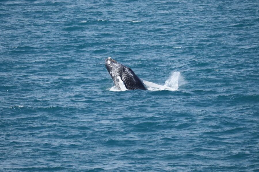 Reykjavik: Best Value Whale Watching Boat Tour - Who should book this Reykjavik whale tour?