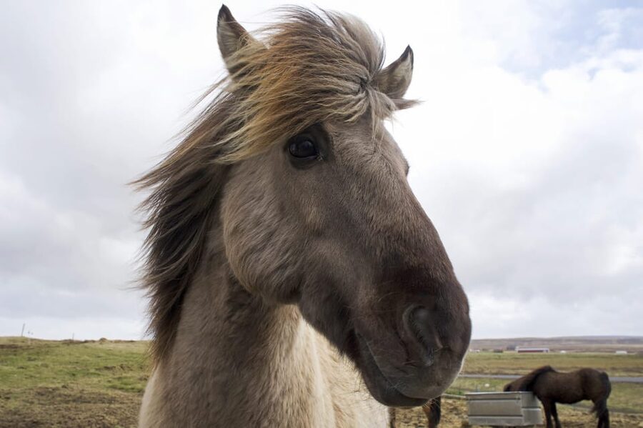 Reykjavik Combo: Horse Riding & Snorkeling in Silfra Fissure - The Morning Ride From Reykjavik to Thingvellir