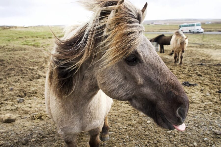 Reykjavik Combo: Horse Riding & Snorkeling in Silfra Fissure - From Glacial Water to Laxnes Horse Farm