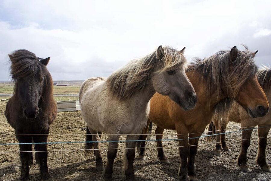 Reykjavik Combo: Horse Riding & Snorkeling in Silfra Fissure - What to Bring and How to Prepare
