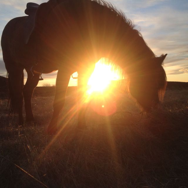Reykjavik: Evening Sleipnir Horse Riding Tour with Pickup - Is $202 a fair price?