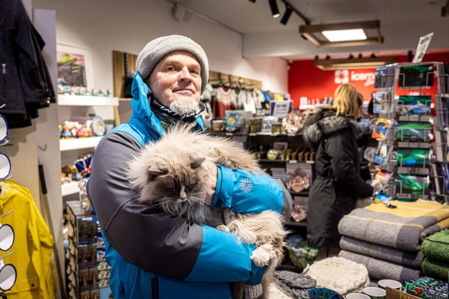 Reykjavik: Feline-Focused City Walking Tour - Starting at Ingólfstorg with a clear meeting point