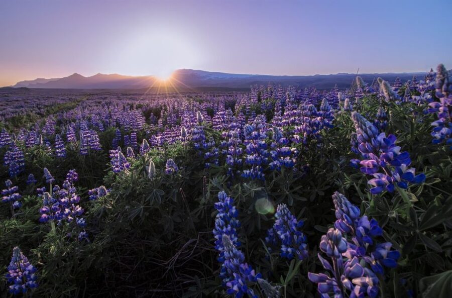 Reykjavik: Golden Circle, Tomato Farm and Kerið Crater Tour - Kerið crater is a striking final stop