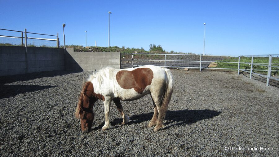Reykjavík: Horse Riding Tours - Meeting your Icelandic horse