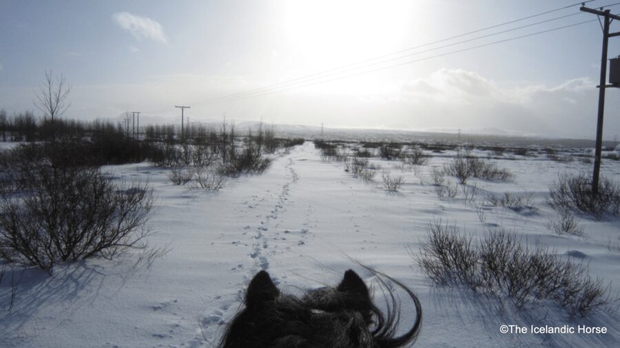 Reykjavík: Horse Riding Tours - The tölt is the feature you will remember