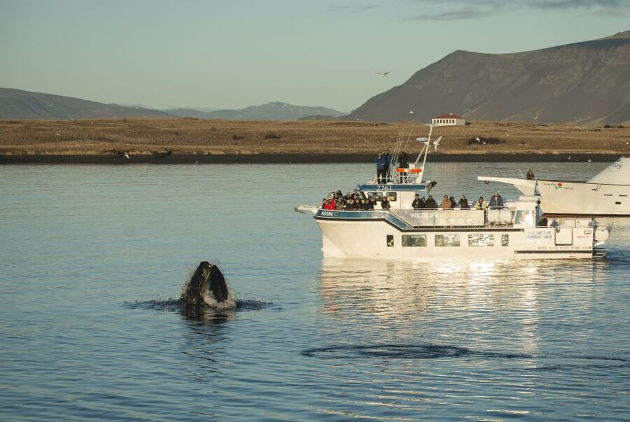 Reykjavík: Midnight Sun Whale Watching Cruise - What you may see in Faxaflói Bay
