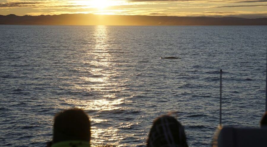 Reykjavík: Midnight Sun Whale Watching Cruise - How the 2.5-hour itinerary unfolds