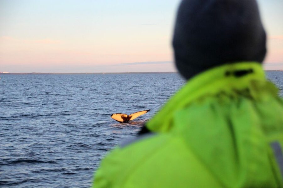 Reykjavík: Midnight Sun Whale Watching Cruise - Small details that improve your chances