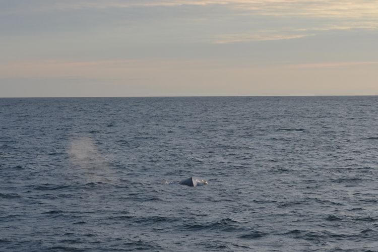 Reykjavik: Midnight Sun Whale Watching Tour - Key points before you book