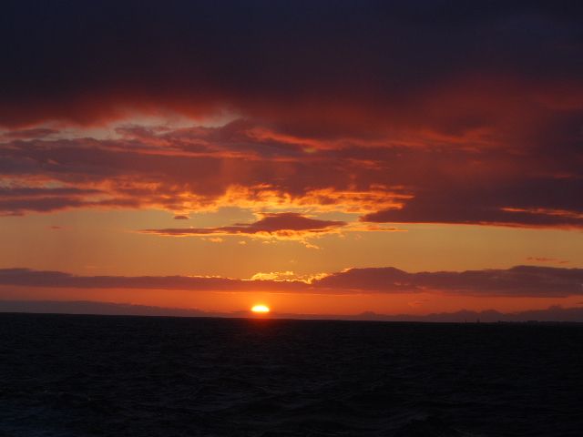 Reykjavik: Midnight Sun Whale Watching Tour - What the strongest sightings can look like