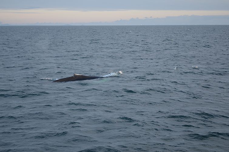 Reykjavik: Midnight Sun Whale Watching Tour - The guide makes the difference