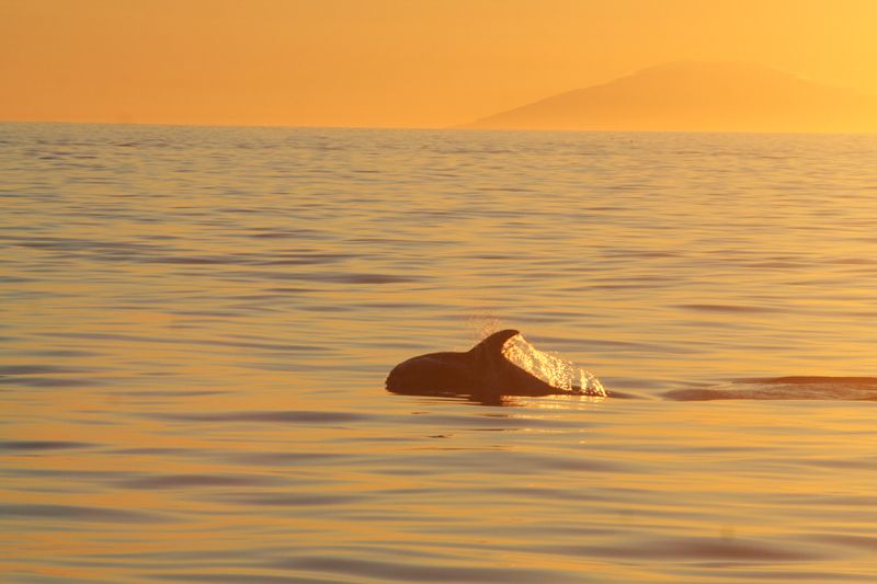 Reykjavik: Midnight Sun Whale Watching Tour - Price and what the $111 covers