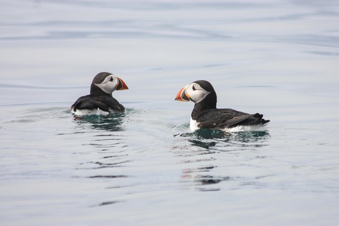 Reykjavik Premium Puffin tour | Close Up and Personal - Leaving Reykjavik harbor on a high-speed RIB