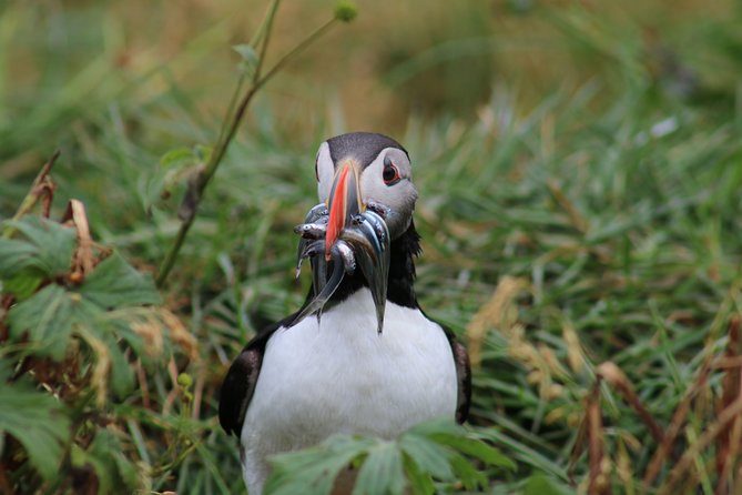 Reykjavik Premium Puffin tour | Close Up and Personal - Practical advice for a better hour on the water