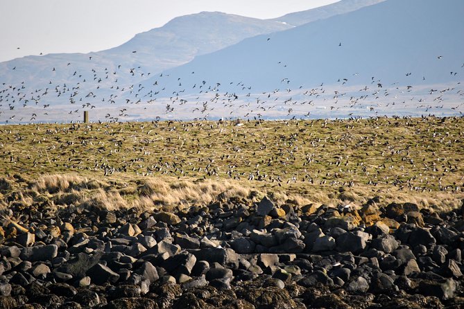 Reykjavik Premium Puffin tour | Close Up and Personal - Lundey and the puffins in their nesting season