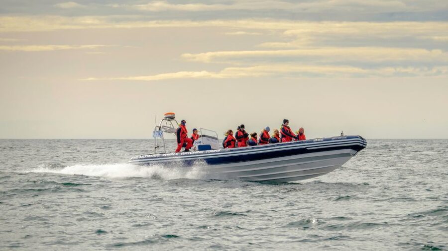 Reykjavik: Premium Whale and Puffin Watching Evening Tour - Why the evening timing works so well in Reykjavík