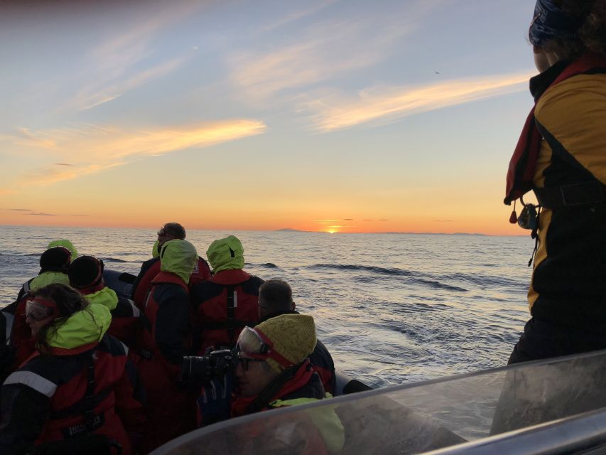 Reykjavik: Premium Whale and Puffin Watching Evening Tour - Searching Faxaflói Bay for whales and dolphins