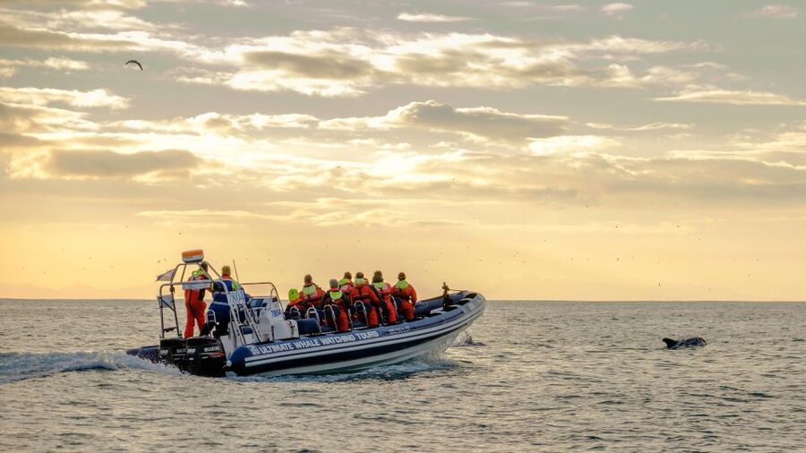 Reykjavik: Premium Whale and Puffin Watching Evening Tour - Returning beside Reykjavík’s waterfront