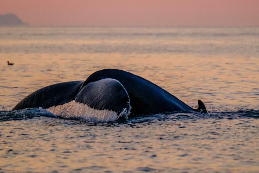 Reykjavik: Premium Whale and Puffin Watching Evening Tour - Is $200 a fair price for two hours?