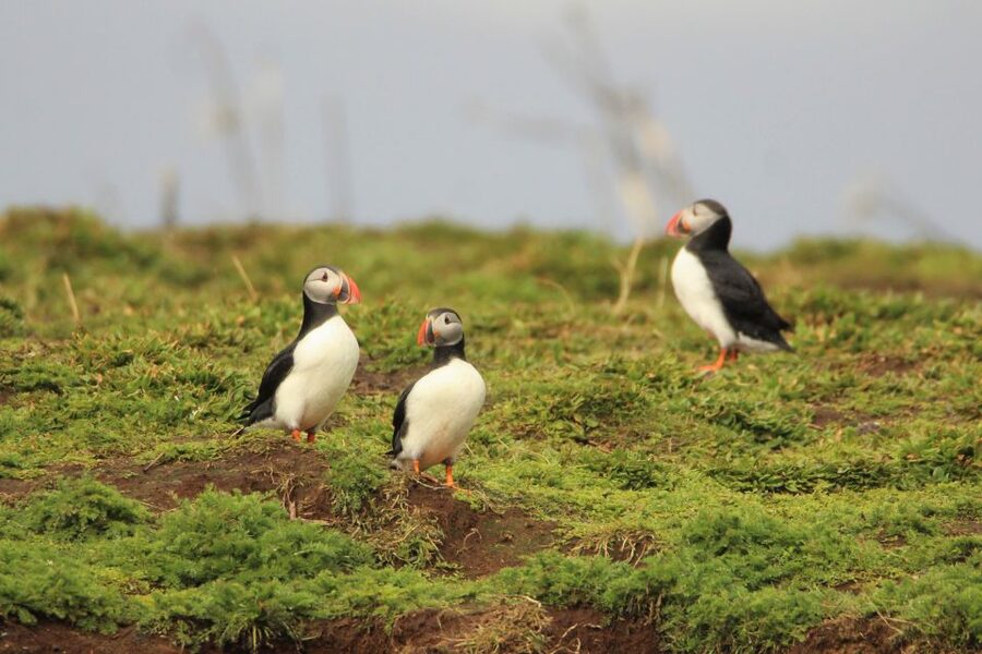 Reykjavik: Premium Whale and Puffin Watching Evening Tour - Who should choose this boat?