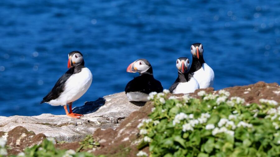 Reykjavik: Premium Whale Watching with Flexible Ticket - Key points before you book