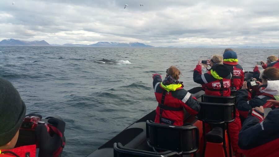 Reykjavik: Premium Whale Watching with Flexible Ticket - Is $202 a fair price?