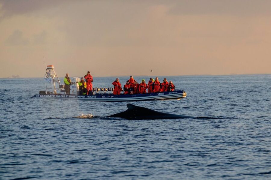 Reykjavik: Premium Whale Watching with Flexible Ticket - Searching for whales and dolphins
