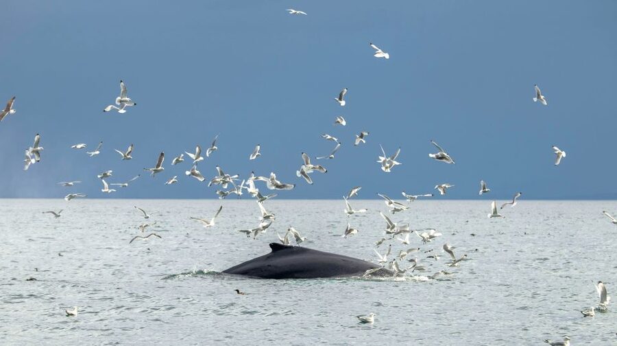 Reykjavik: Premium Whale Watching with Flexible Ticket - Summer puffin watching from May through August