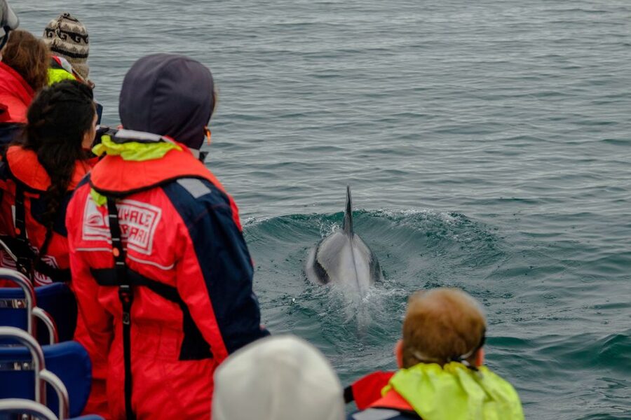 Reykjavik: Premium Whale Watching with Flexible Ticket - What the flexible ticket really gives you