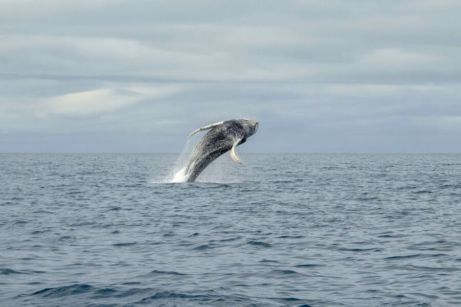 Reykjavik: Premium Whale Watching with Flexible Ticket - The free second chance for quiet sightings