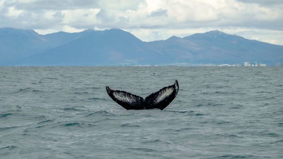 Reykjavik: Premium Whale Watching with Flexible Ticket - Who should choose this RIB tour?