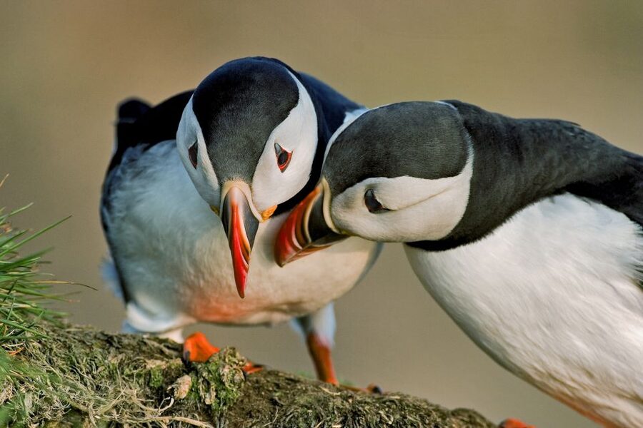 Reykjavik: Puffin Watching Boat Tour - Key Things to Know Before You Sail