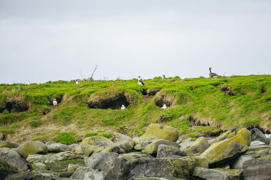 Reykjavik: Puffin Watching Boat Tour - Leaving Reykjavik’s Old Harbour