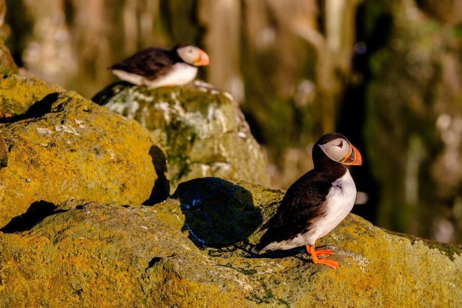 Reykjavik: Puffin Watching Tour - Practical tips for a smoother hour on the water
