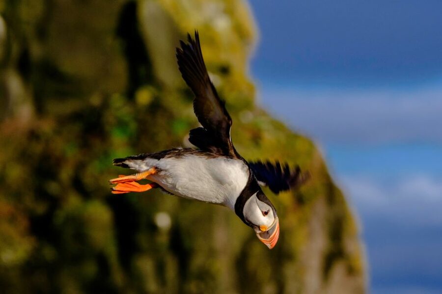 Reykjavik: Puffin Watching Tour - More than puffins: seabirds and possible wildlife