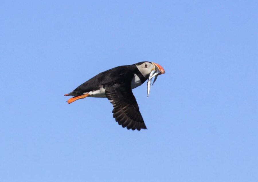 Reykjavik: Puffin Watching Tour - Timing your trip for puffin season