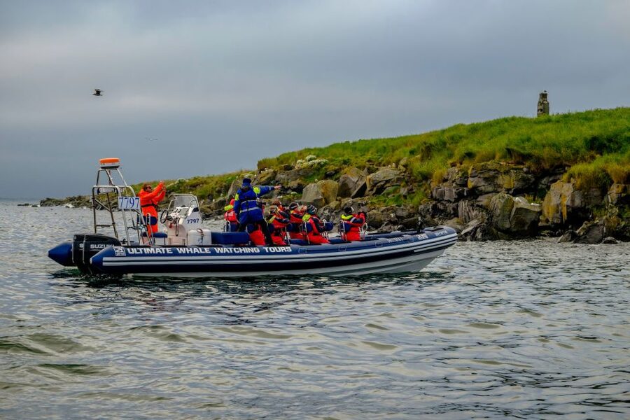 Reykjavik: Puffin Watching Tour - Is $101 good value for one hour?