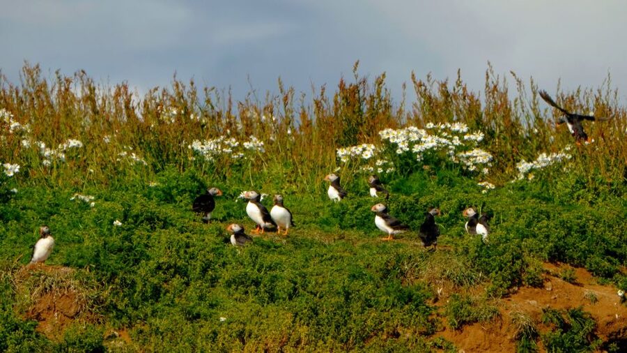 Reykjavik: Puffin Watching Tour - Who should book this RIB tour?