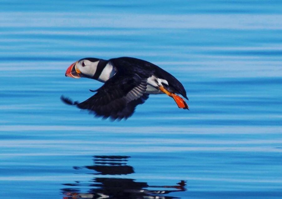 Reykjavik: Puffin Watching Tour by RIB Speedboat - Key points at a glance