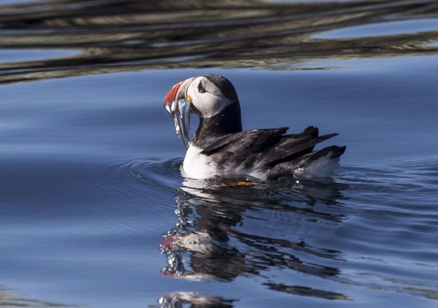 Reykjavik: Puffin Watching Tour by RIB Speedboat - Why this one-hour puffin trip works