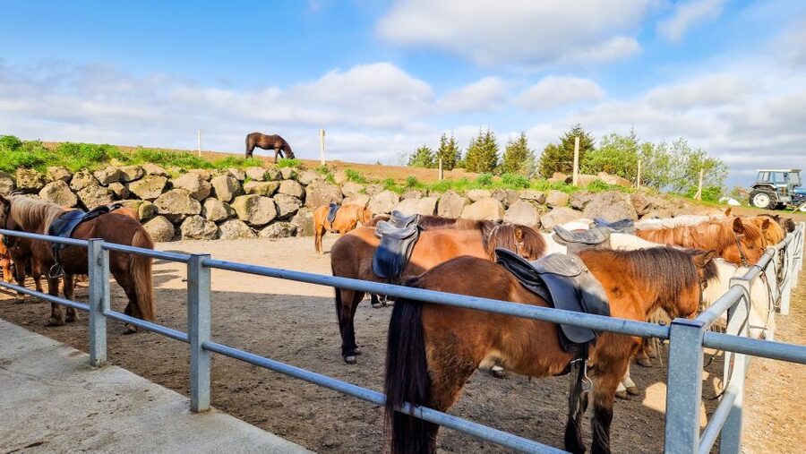 Reykjavik: Red Lava Horse Riding Tour - Is $142 a fair price?
