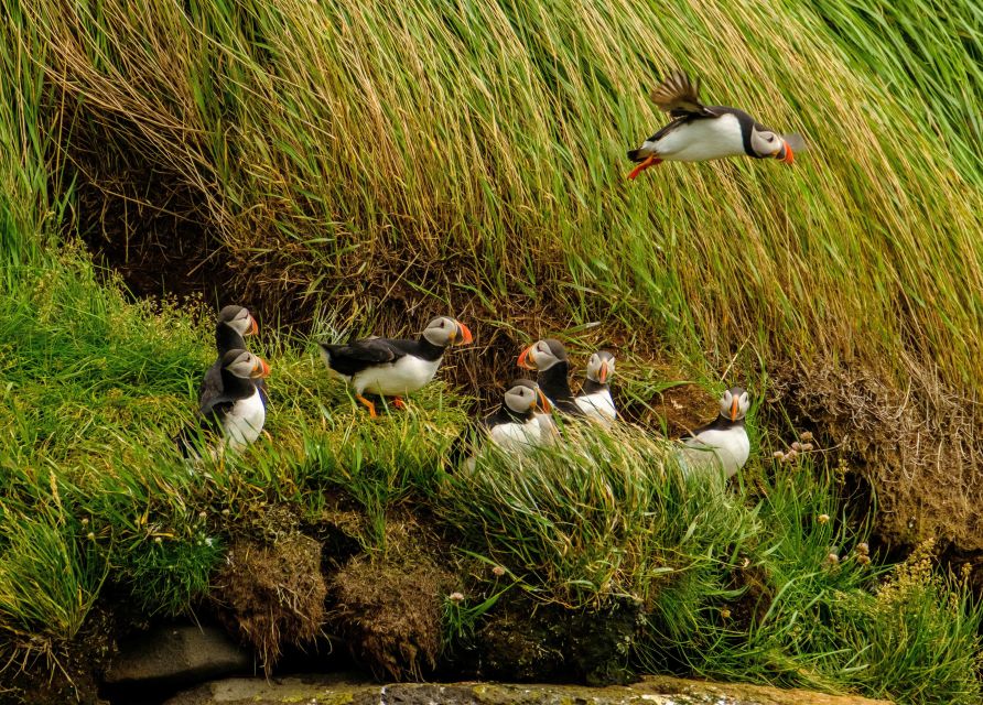 Reykjavík: RIB Speed-Boat Puffin Watching Tour - Key points to know before you book