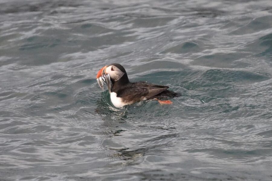 Reykjavík: RIB Speed-Boat Puffin Watching Tour - Why this one-hour puffin trip works