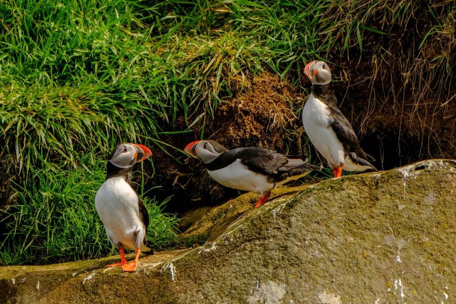 Reykjavík: RIB Speed-Boat Puffin Watching Tour - Who should choose this RIB tour?