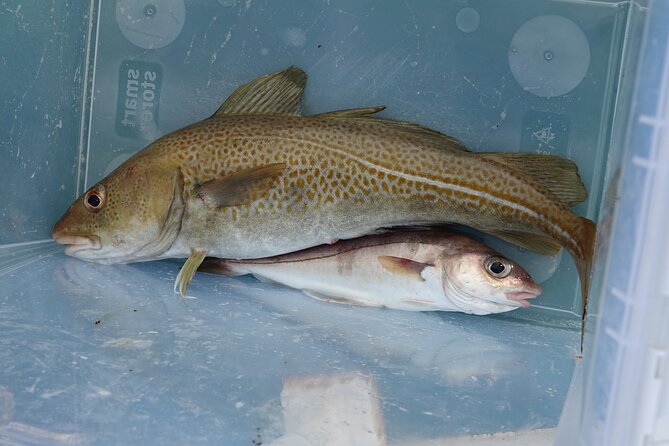Reykjavik's Finest Catch: Guided Sea Angling Tour for All Levels - How the $181 price measures up
