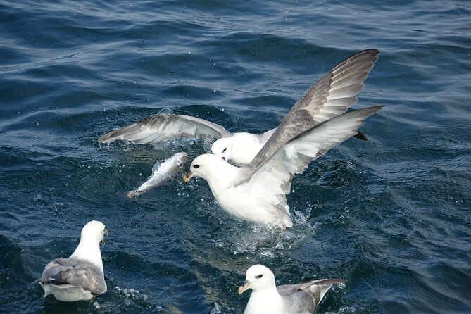 Reykjavik's Finest Catch: Guided Sea Angling Tour for All Levels - Who will enjoy this most