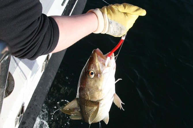 Reykjavik Sea Angling Gourmet - What fishing feels like for beginners