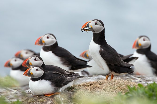 Reykjavik Shore Excursion: Puffin Sightseeing Cruise - Key points before you book