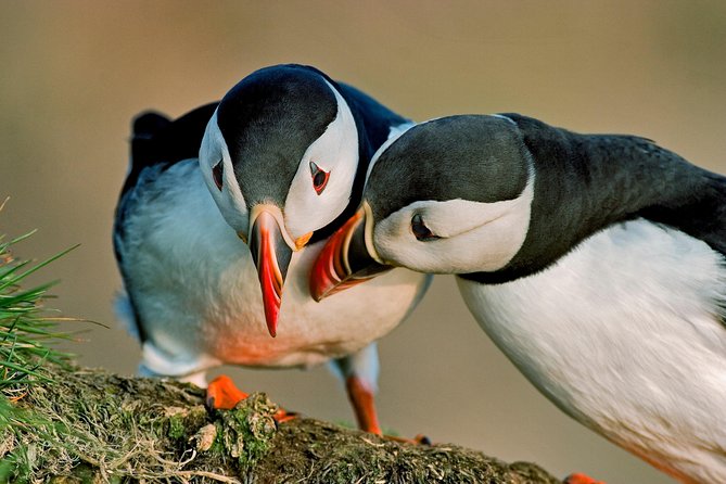 Reykjavik Shore Excursion: Puffin Sightseeing Cruise - What the guide adds to the short cruise