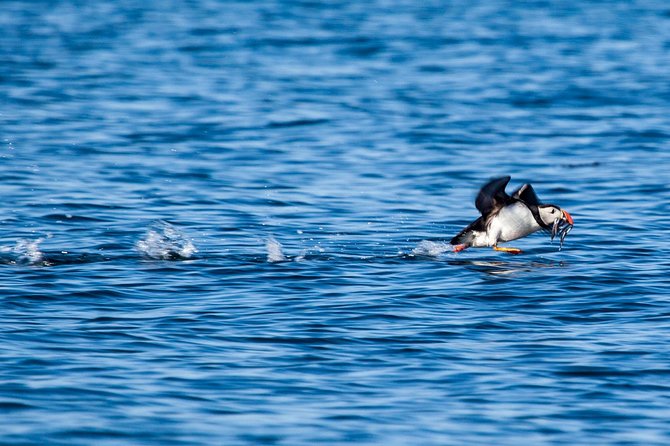 Reykjavik Shore Excursion: Puffin Sightseeing Cruise - A quiet pause with the engine off